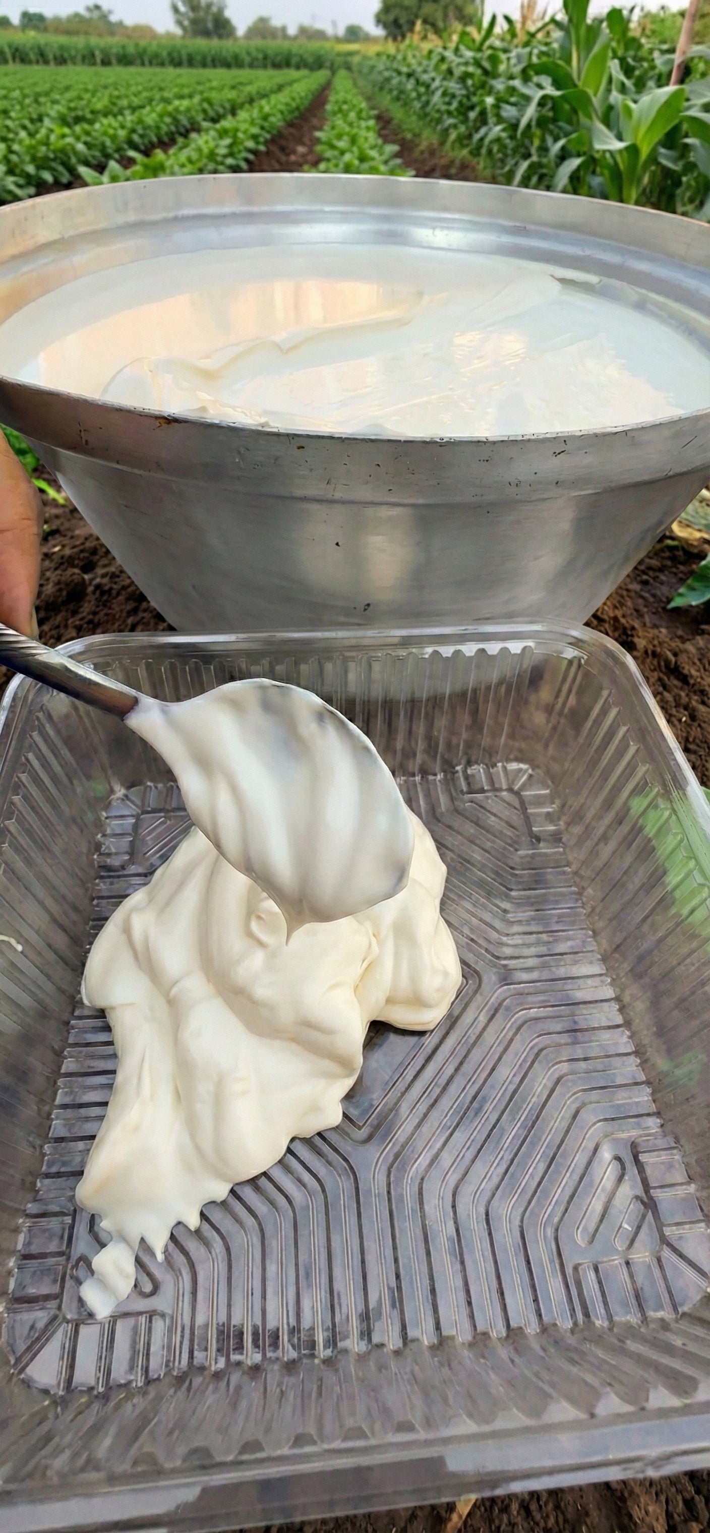 قشطة بلدى طبيعة 100 % ( الكمية : 1 كيلو )